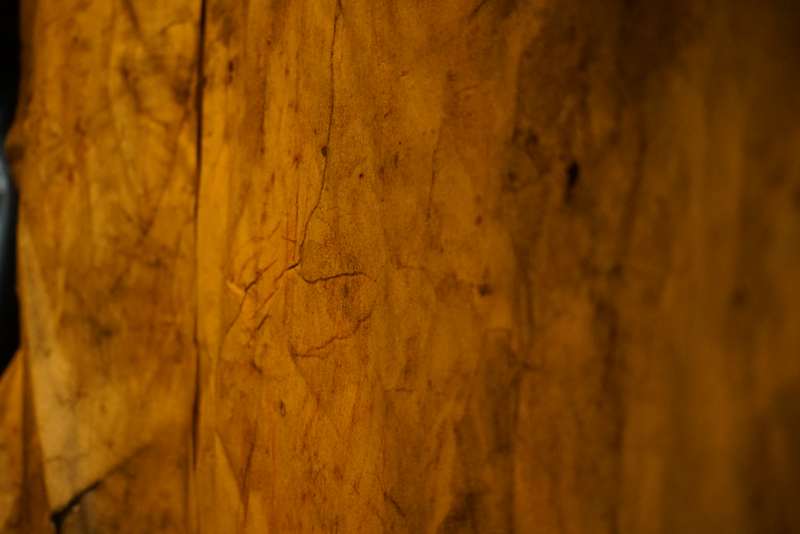 L'écho d'une forêt millénaire, Atelier ouvert, 59 Rivoli, Paris, 2023, vue 15