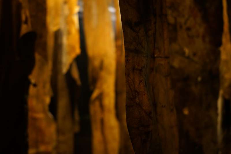 L'écho d'une forêt millénaire, Atelier ouvert, 59 Rivoli, Paris, 2023, vue 4