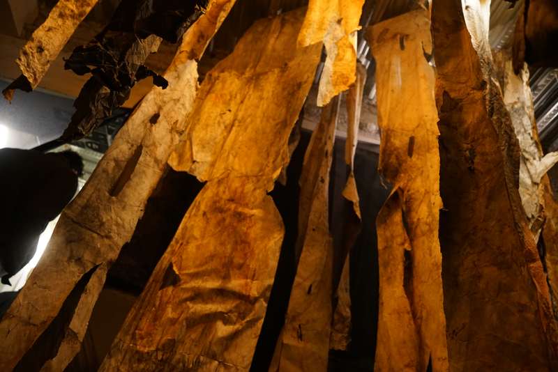 L'écho d'une forêt millénaire, Atelier ouvert, 59 Rivoli, Paris, 2023, vue 5