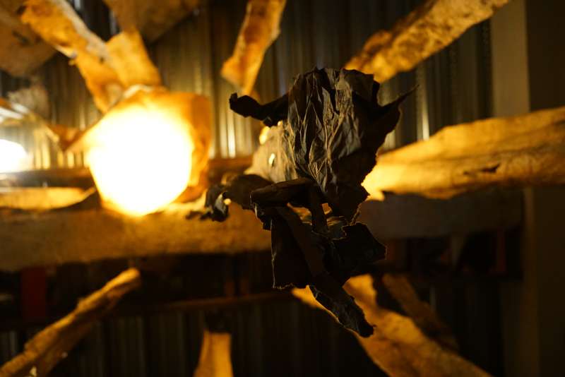 L'écho d'une forêt millénaire, Atelier ouvert, 59 Rivoli, Paris, 2023, vue 6