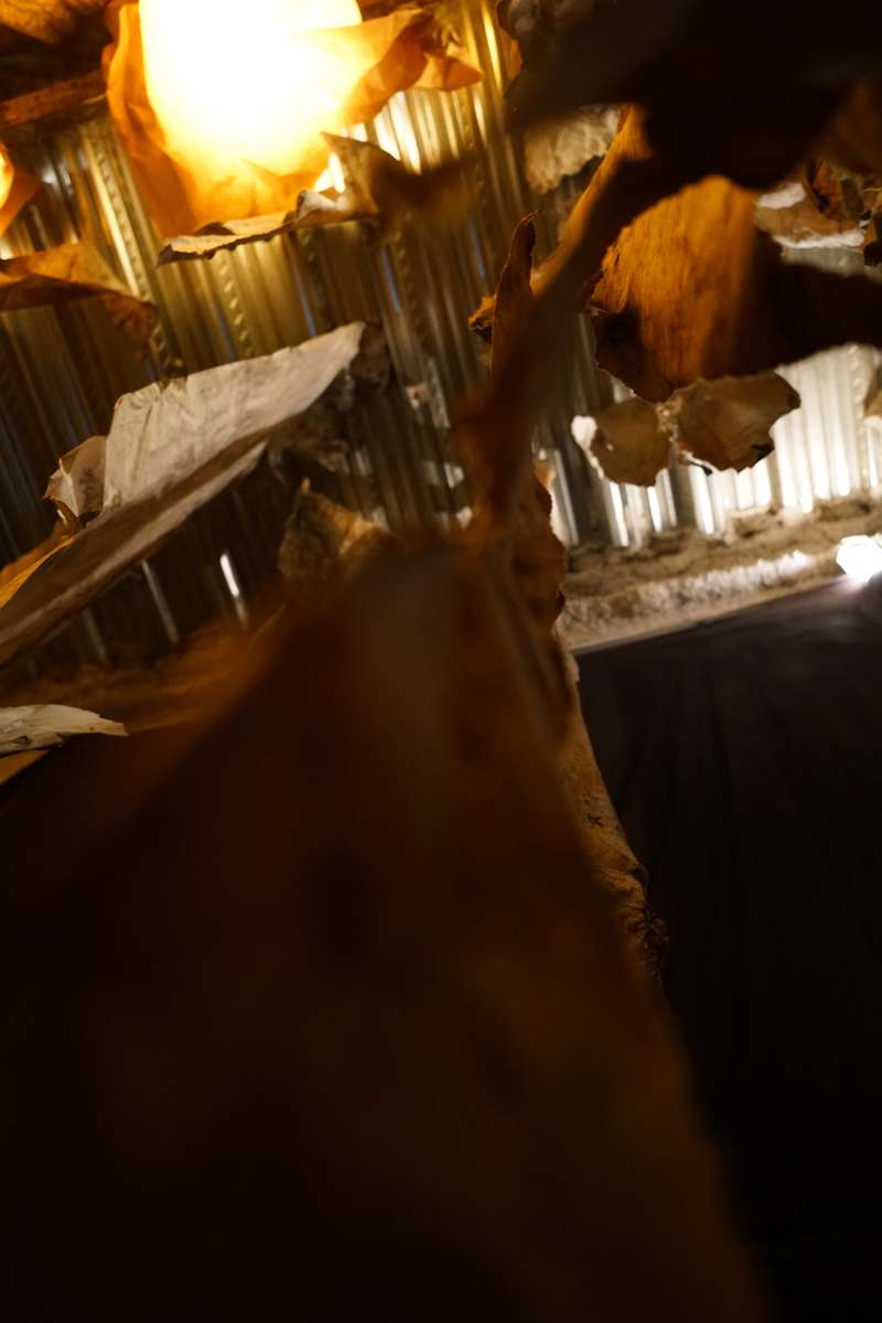 L'écho d'une forêt millénaire, Atelier ouvert, 59 Rivoli, Paris, 2023, vue 7