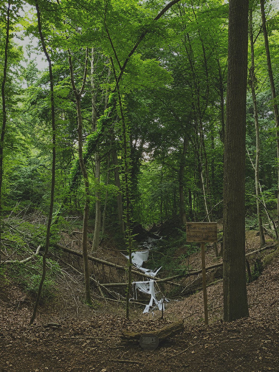 then orpheus looked back, installation en forêt